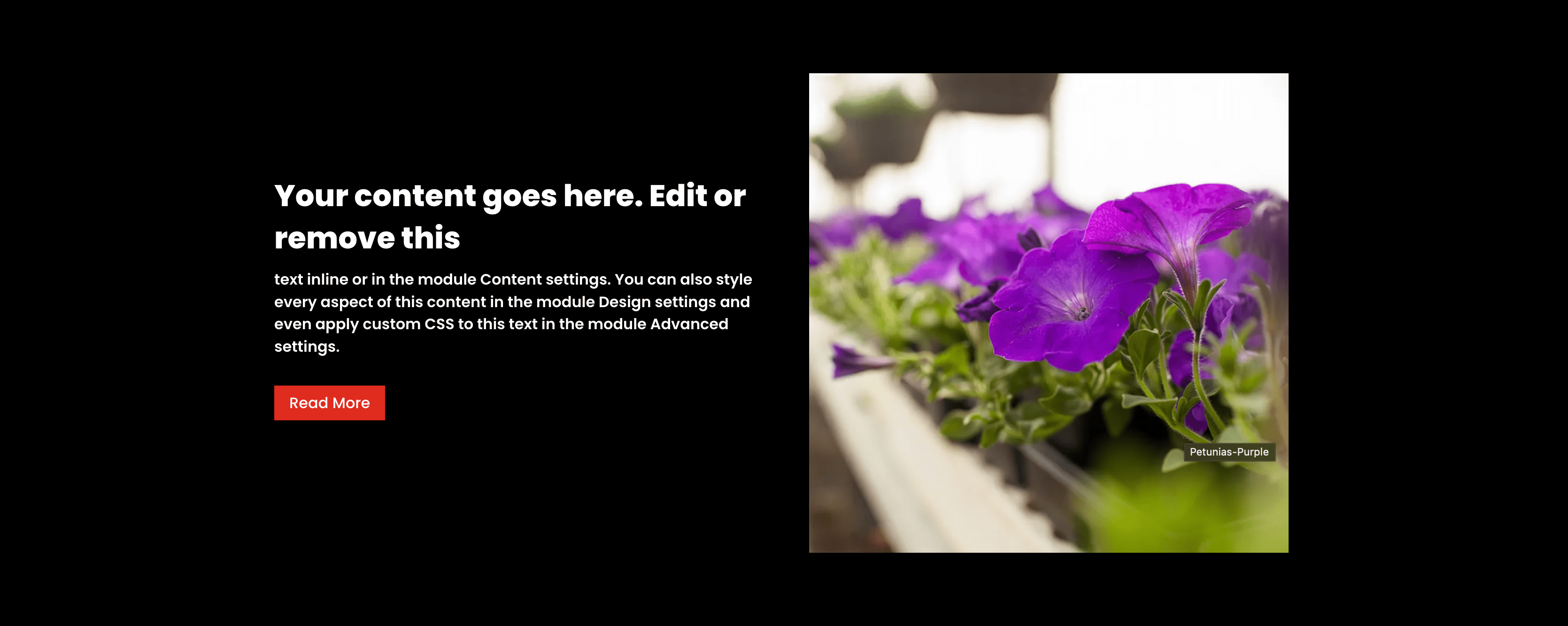 How to make websites with Divi theme in 2024